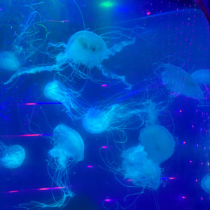 有风度的开心果