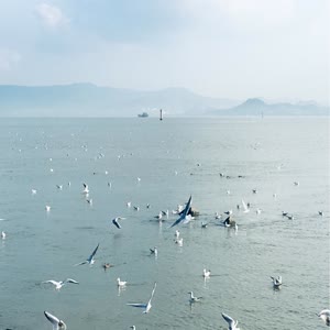 唐人街的扬州炒饭