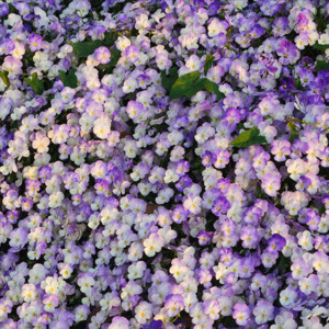 五音不全的小苏