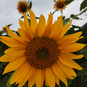 五音不全的小拉拉