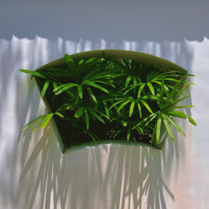 黑白芝麻吃芝麻