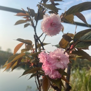 向往幸福的生活