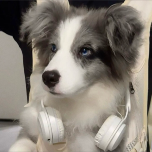 叶晨（燕云十六声）