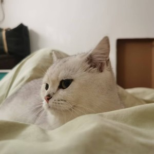 猫隐居士