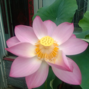 居家客