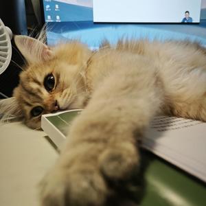 地球Online臨時工